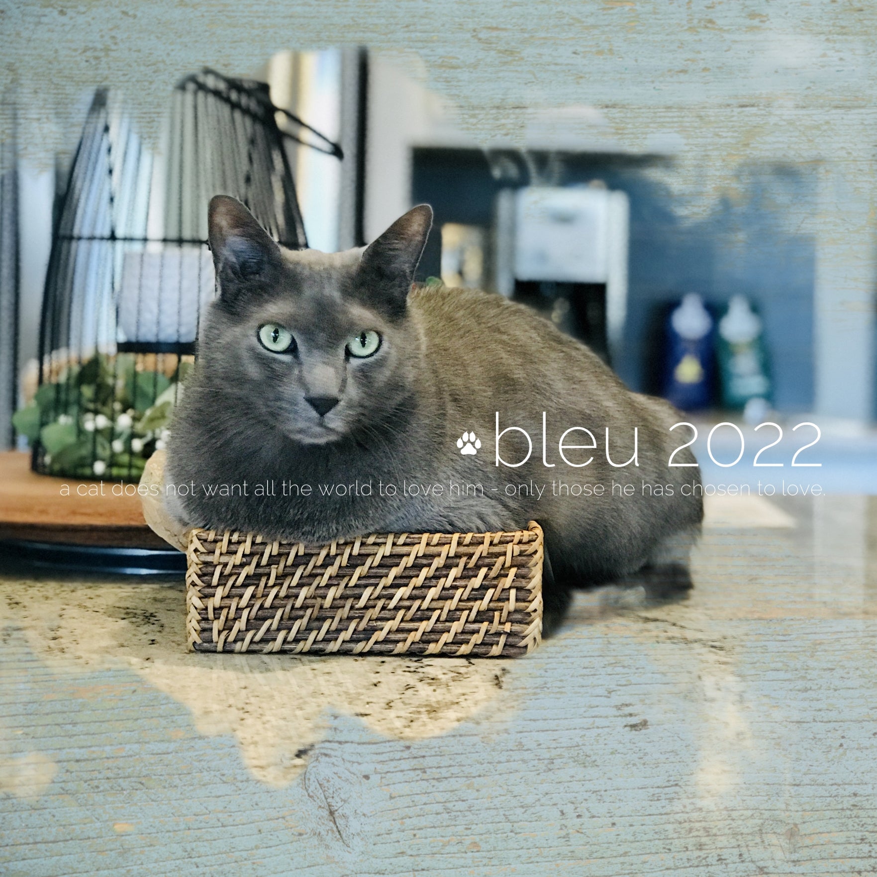 Have fun documenting your favorite cats with these photo masks by Lucky Girl Creative that go edge to edge to your page for a dramatic cloud effect. Not only are these digital art masks great for your pets but they are great for everyday occasions, too!