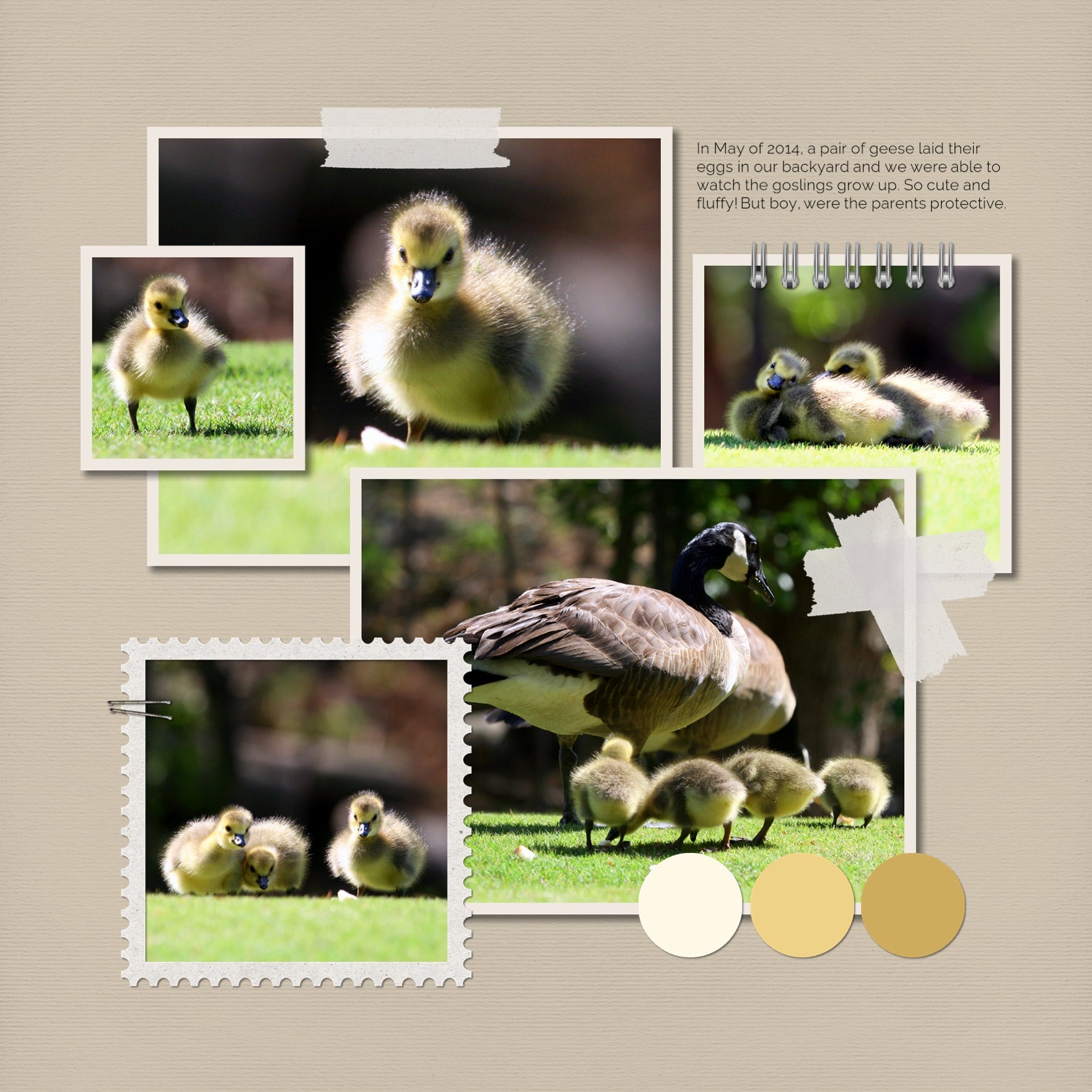 Designed with spring and early summer in mind, these beautiful embellishments and papers by Lucky Girl Creative highlight a color palette which is completely customizable and meant to accent your photos no matter the theme or occasion. Versatile enough for everyday, the bits of nature are designed to accent your favorite photos and allow your creativity to soar.
