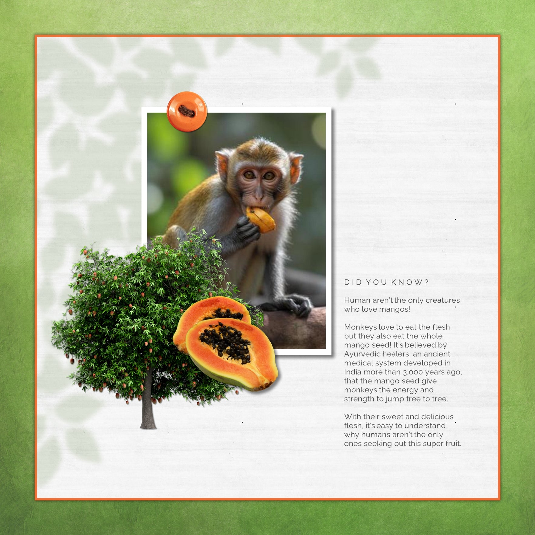 Accent your nature, gardening, and seasonal pages with beautiful digital art fruit trees by Lucky Girl Creative. Fruit trees include apple, avocado, banana, cherry, fig, lemon, lime, mango, orange, pear, pomegranate, tangerine, tropical, and more!