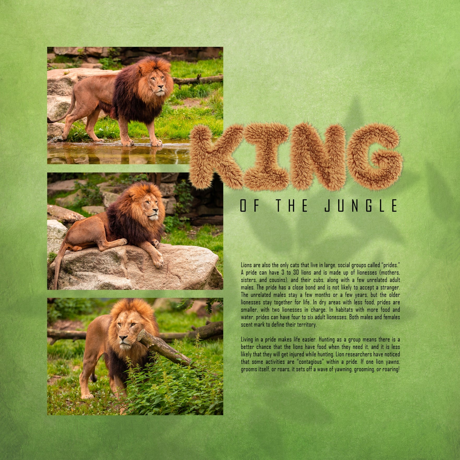 Showcase your family memories with this versatile fur digital alpha set by Lucky Girl Creative. Perfect for Halloween, pets, cats and dogs, or trips to the zoo. The entire collection is inspired by the Wizard of Oz with an Over the Rainbow theme. The Lion Alpha Set consists of a full set of digital art uppercase letters and numbers 0-9. This alpha set is available as individual embellishments only.