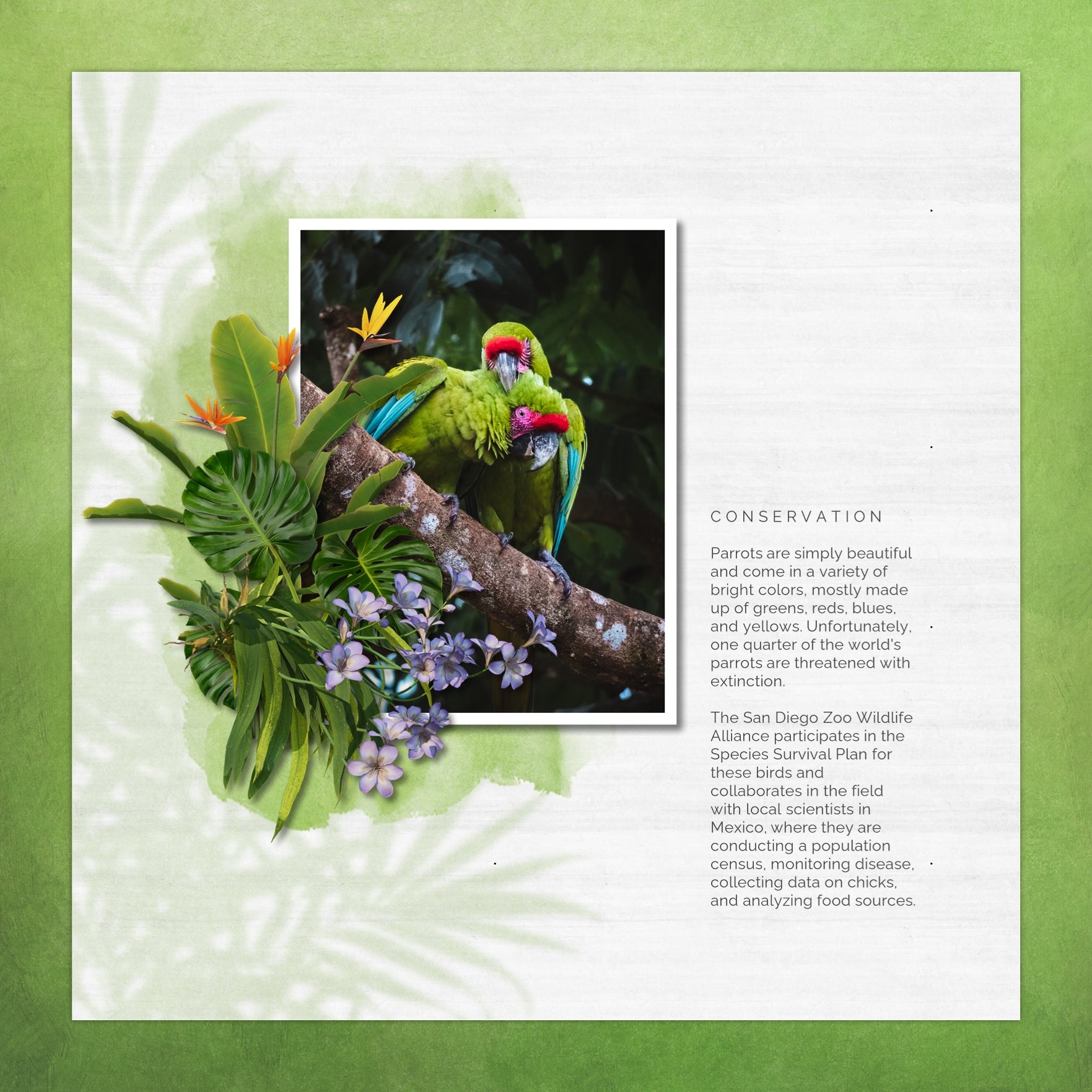 Travel and explore nature with this tropical embellishment kit by Lucky Girl Creative full of 12x12 shadow overlays. Perfect for vacation, cruise, and holiday pages. Whether your destination is Hawaii, the Caribbean, Central or South America, the South Pacific, Australia, New Zealand, or California, this collection will make your backgrounds realistic using blend layers. Overlays include vines, palms, bamboo, leaves, ferns, and more.