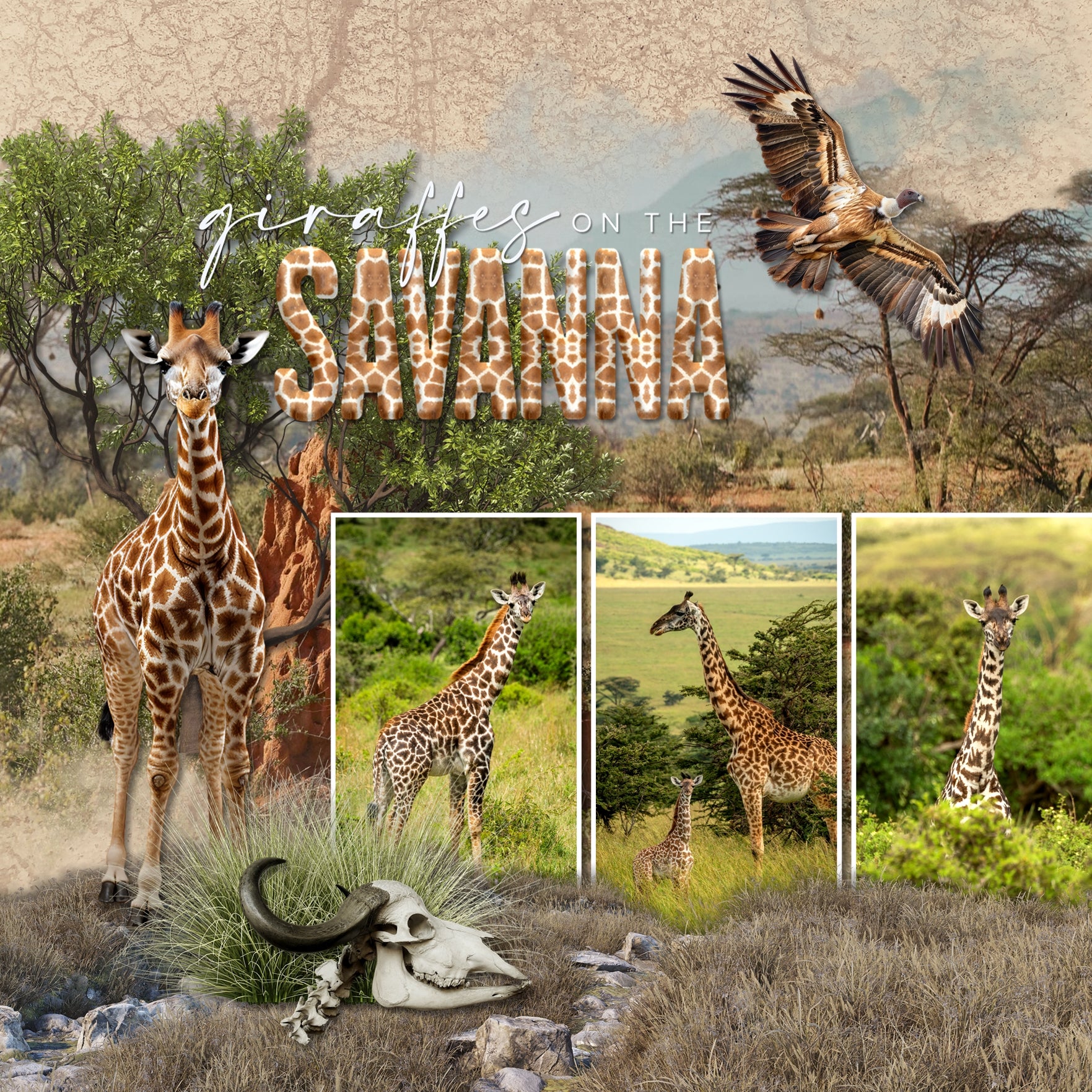 Be inspired by the beautiful savanna with these soft, natural textured digital scrapbooking papers by Lucky Girl Creative digital art. Perfect for creating pages of vacations to Africa, Australia, and the desert and grasslands. The Savanna Flora & Fauna Papers is included in the Savanna Flora & Fauna Mega Bundle.